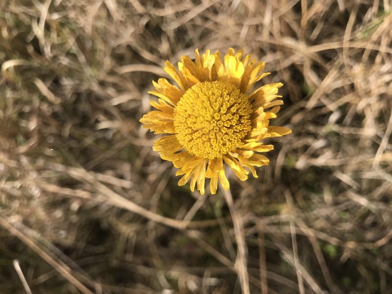 Helenium pinnatifidum, photographed by Pete Diamond