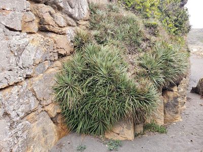 Fascicularia bicolor, photographed by Cesar Ormazabal