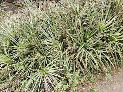 Fascicularia bicolor, photographed by Cesar Ormazabal