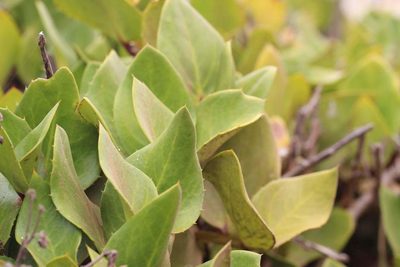 Griselinia scandens, photographed by Cesar Ormazabal