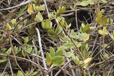 Griselinia scandens, photographed by Cesar Ormazabal