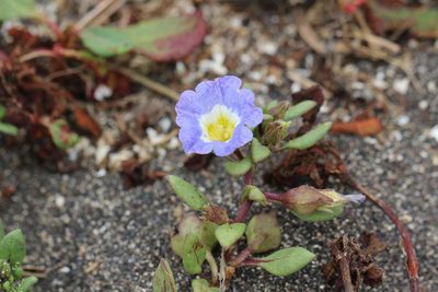 Nolana paradoxa, photographed by Cesar Ormazabal