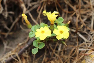 Oxalis mirbelii, photographed by Cesar Ormazabal