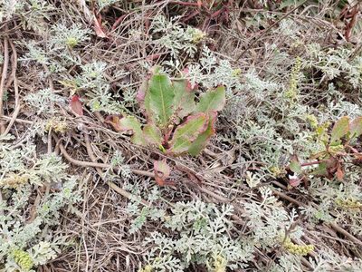 Rumex maricola, photographed by Cesar Ormazabal