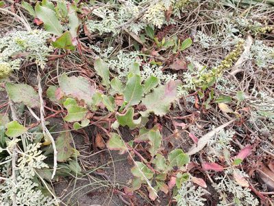 Rumex maricola, photographed by Cesar Ormazabal