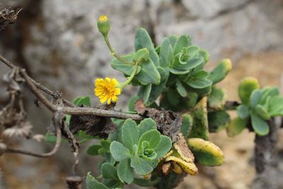 Senecio nigrescens, photographed by Cesar Ormazabal