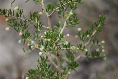 Asparagus lignosus, photographed by kevin koen