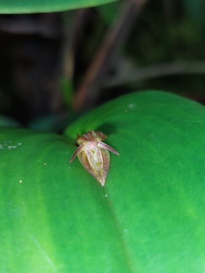 Pleurothallis matudana, photographed by Daniel Mesa
