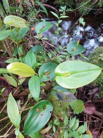 Pleurothallis matudana, photographed by Daniel Mesa