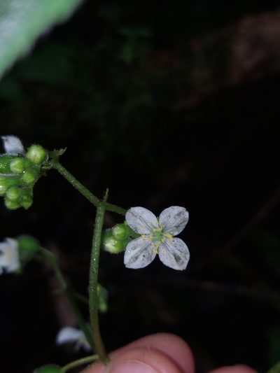 Klaprothia mentzelioides, photographed by Daniel Mesa
