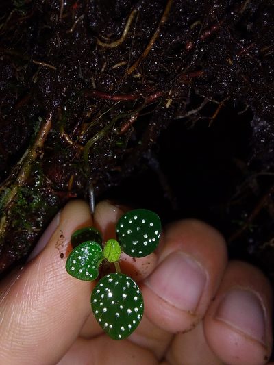 Peperomia hispidula, photographed by Daniel Mesa