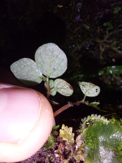 Peperomia hispidula, photographed by Daniel Mesa
