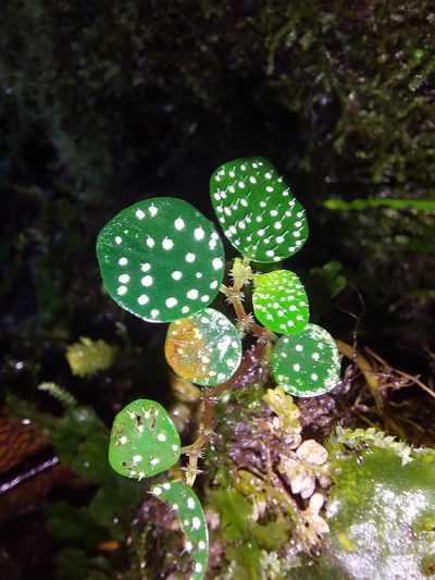 Peperomia hispidula, photographed by Daniel Mesa