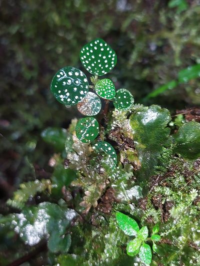 Peperomia hispidula, photographed by Daniel Mesa