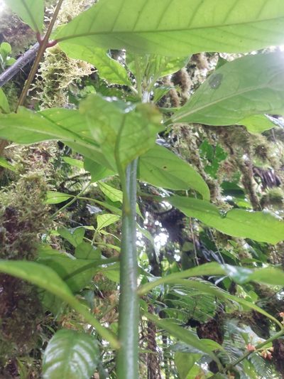 Leuenbergeria bleo, photographed by Daniel Mesa