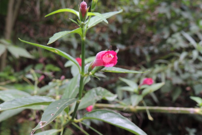 Ruellia angustiflora, photographed by William G. Borges
