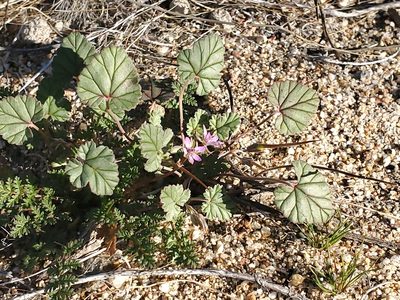 Erodium texanum, photographed by Craig Martin