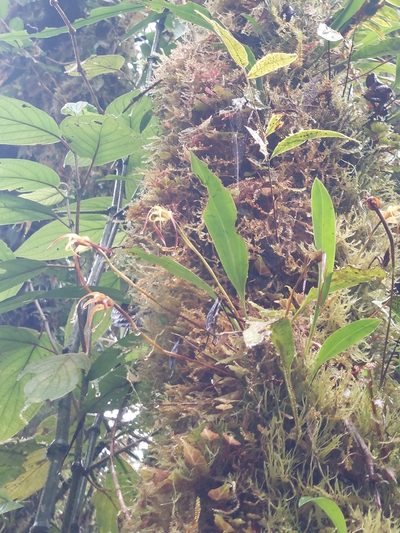 Maxillaria lepidota, photographed by Daniel Mesa
