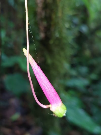 Tropaeolum longifolium, photographed by Daniel Mesa