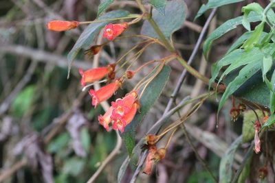 Kohleria hirsuta, photographed by scaup