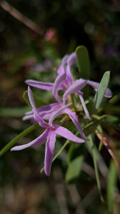 Cryptolepis decidua, photographed by Petra Holland