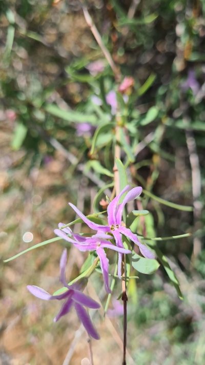 Cryptolepis decidua, photographed by Petra Holland