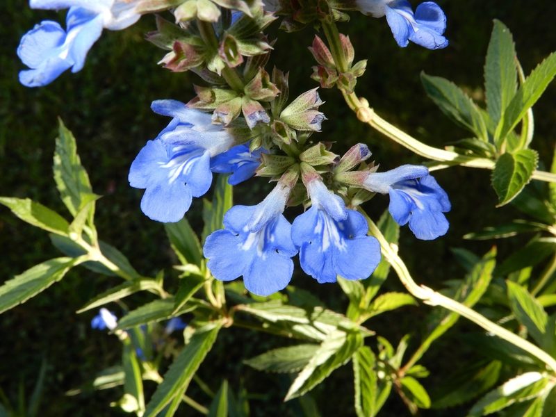 Salvia uliginosa, photographed by Grey Smith
