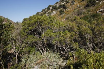 Metrosideros angustifolia, photographed by Tony Rebelo