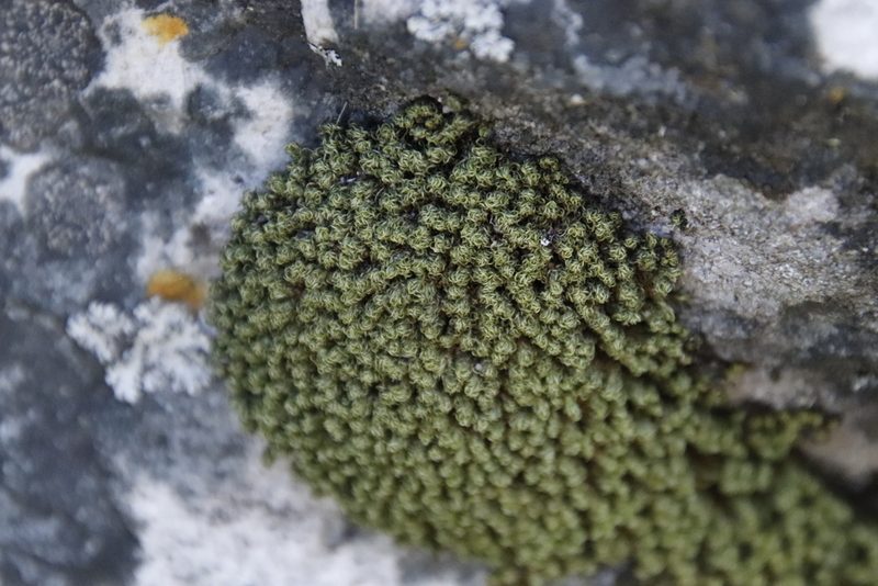 Hypodontium dregei, photographed by Tony Rebelo