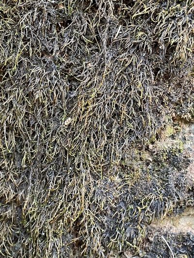 Pseudoleskeella serpentinensis, photographed by Roger Raiche