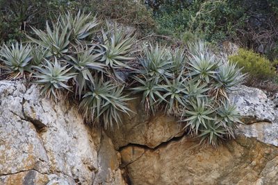 Aloe succotrina, photographed by Tony Rebelo