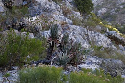 Aloe succotrina, photographed by Tony Rebelo