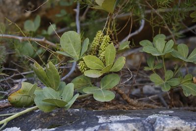 Cussonia thyrsiflora, photographed by Tony Rebelo