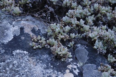Oscularia deltoides, photographed by Tony Rebelo