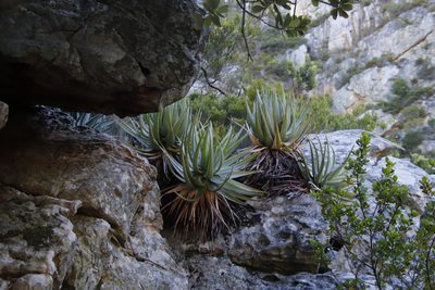 Aloe succotrina, photographed by Tony Rebelo