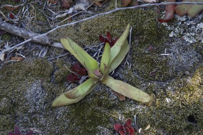 Crassula nudicaulis, photographed by Tony Rebelo