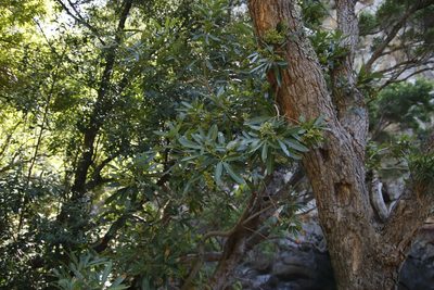 Platylophus trifoliatus, photographed by Tony Rebelo
