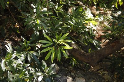 Platylophus trifoliatus, photographed by Tony Rebelo