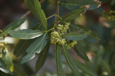 Platylophus trifoliatus, photographed by Tony Rebelo