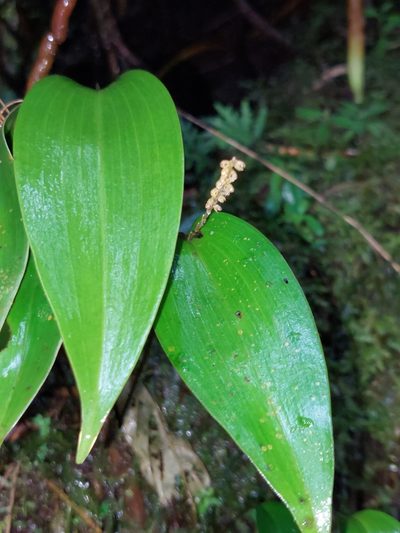 Pleurothallis divaricans, photographed by Daniel Mesa