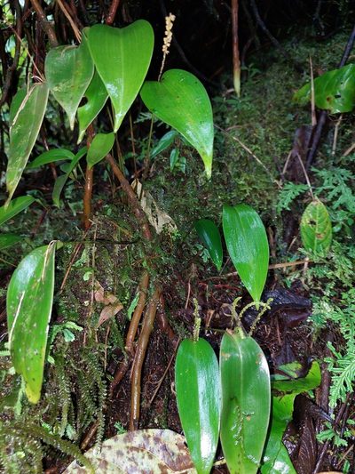Pleurothallis divaricans, photographed by Daniel Mesa
