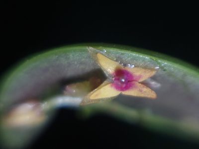 Lepanthes eros, photographed by Daniel Mesa