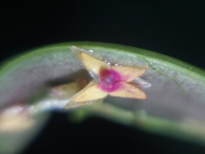 Lepanthes eros, photographed by Daniel Mesa