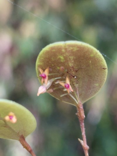 Lepanthes eros, photographed by Daniel Mesa