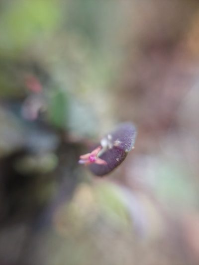 Lepanthes eros, photographed by Daniel Mesa