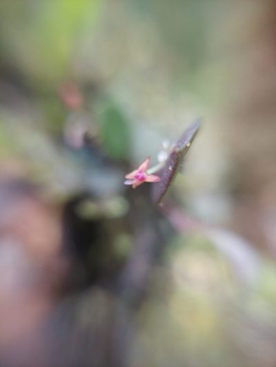 Lepanthes eros, photographed by Daniel Mesa