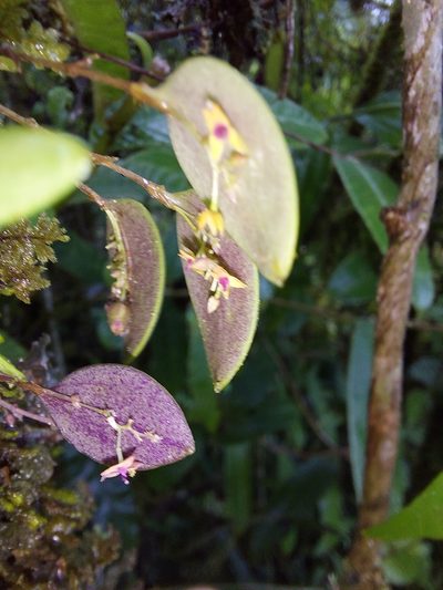 Lepanthes eros, photographed by Daniel Mesa