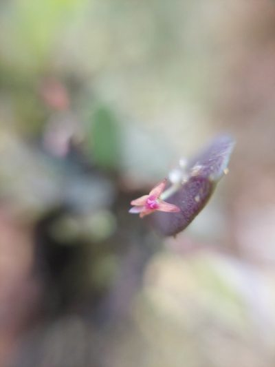 Lepanthes eros, photographed by Daniel Mesa