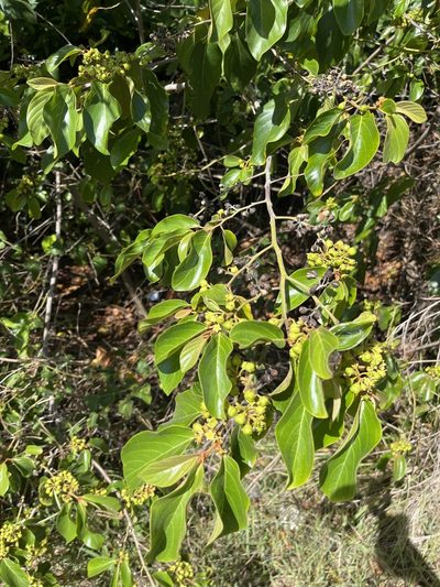 Colubrina arborescens, photographed by Elliot Greiner