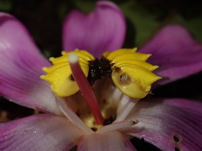 Blakea subvaginata, photographed by Nolan Exe